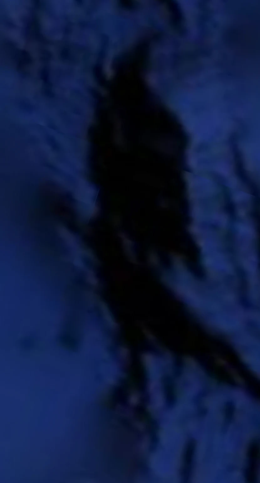 A single large dark body standing out against the seafloor.