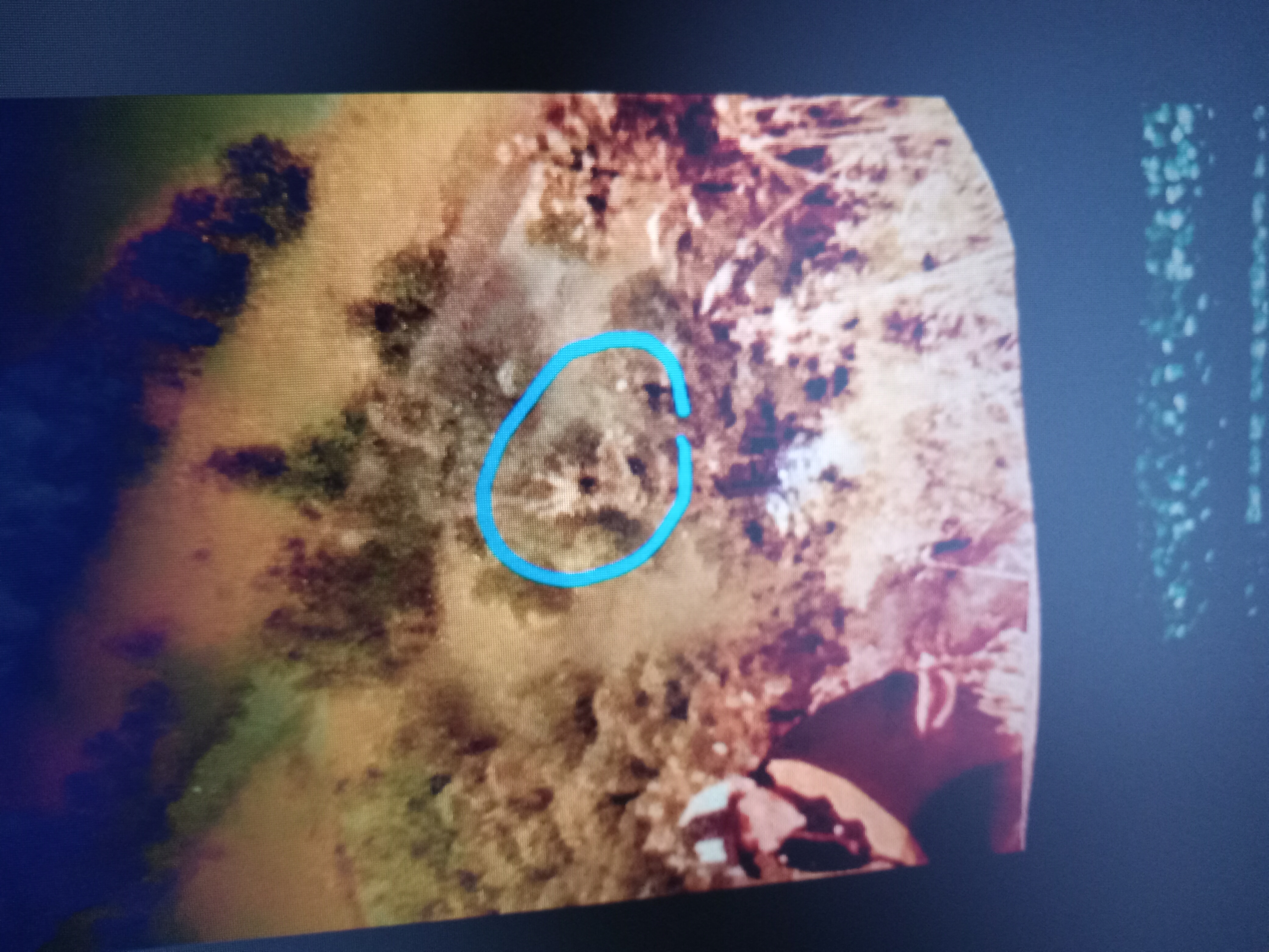 Recorte contextual de la zona de la entidad detrás del Perceptor mostrando el follaje denso del bosque en la cresta de la cumbre de Beacon Rock con la figura humanoide retraída comenzando a resolverse fuera del follaje aproximadamente a nueve metros detrás del niño en el momento en que se tomó la fotografía