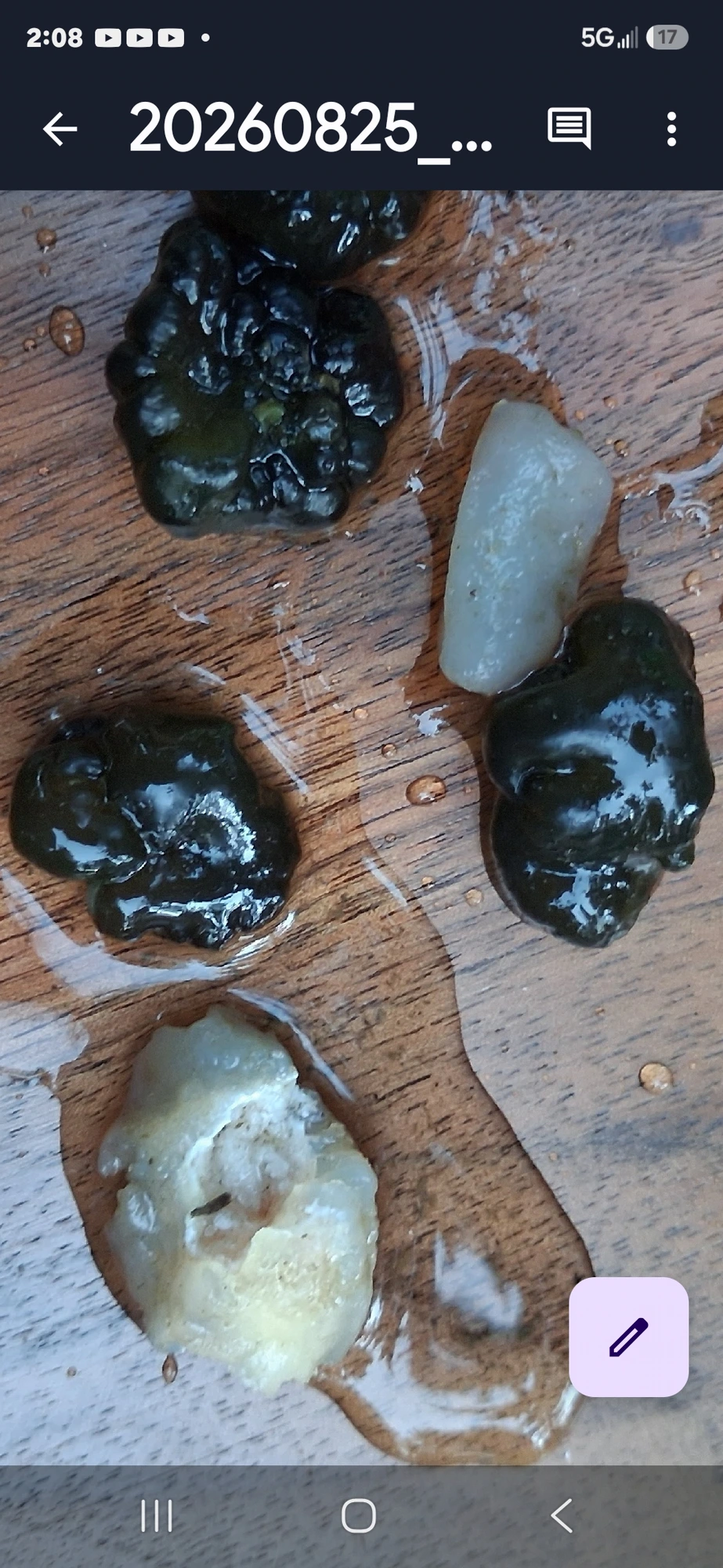 Bright green submerged Nostoc-form cluster in shallow corridor water surrounded by aquatic vegetation strands. Perceiver's reading: eggs of the corridor water class.