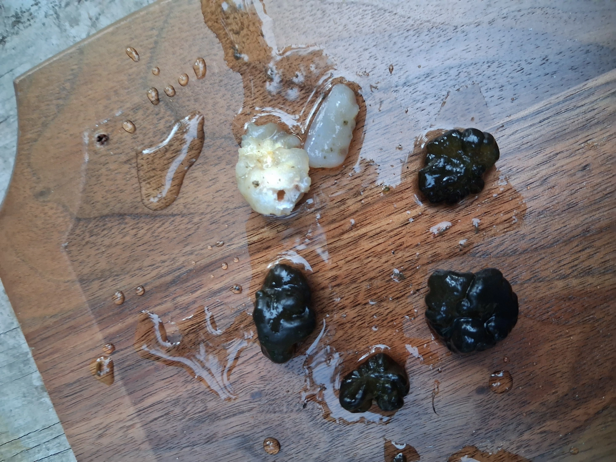 Dark green matured Nostoc-form specimen on wet wood, close-up. Bulbous, lobed, granular surface texture. Perceiver's reading: embryo at later developmental stage of the corridor water class, with granular bubble structures interpreted as forming eyes.