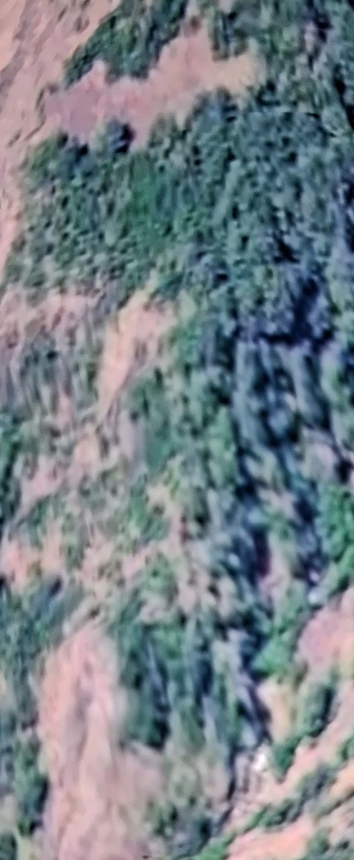 Google Earth satellite view of the Dog Creek canyon — dense green vegetation flanked by exposed red rock cliffs