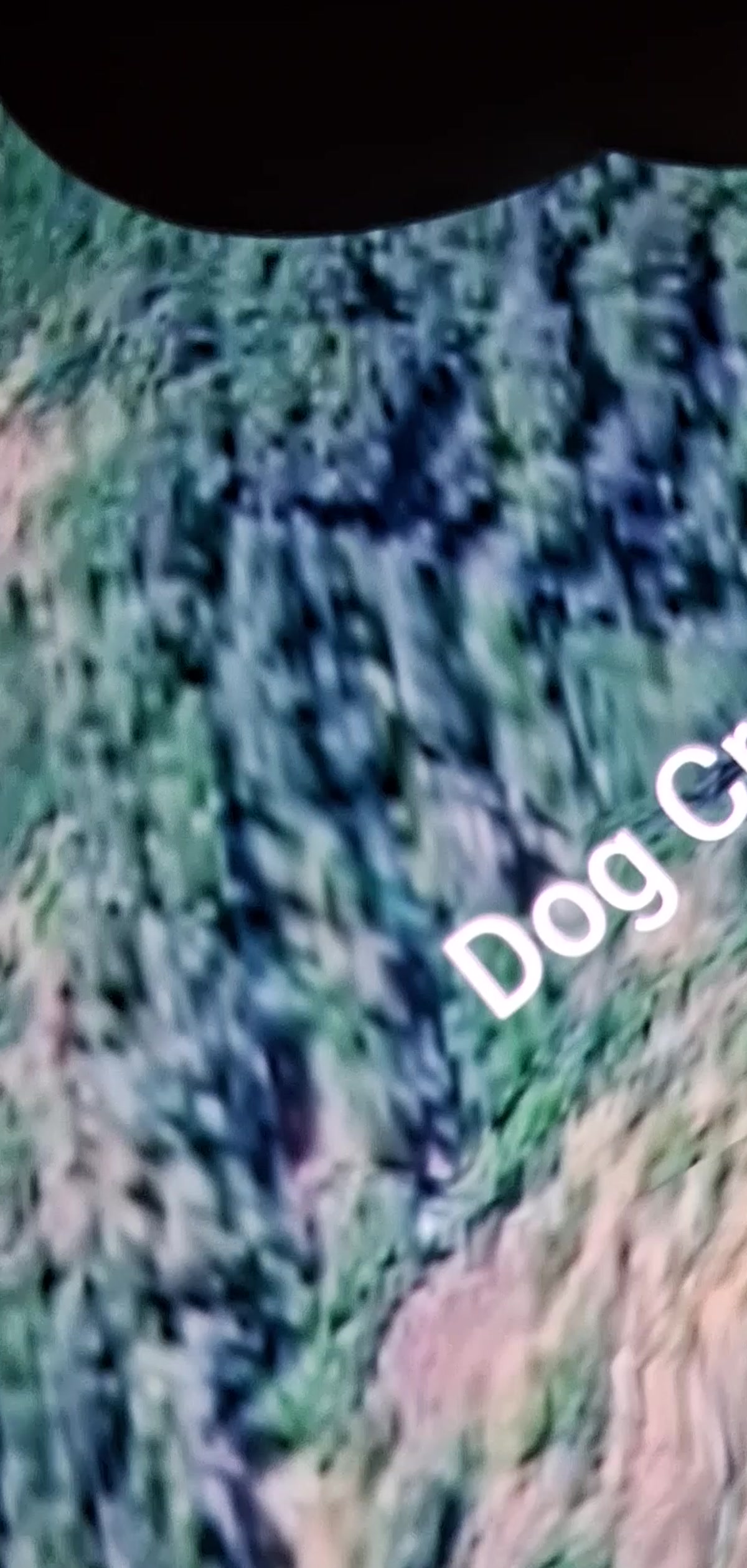 Google Earth satellite view with 'Dog Creek' label — closer approach on the vegetated corridor