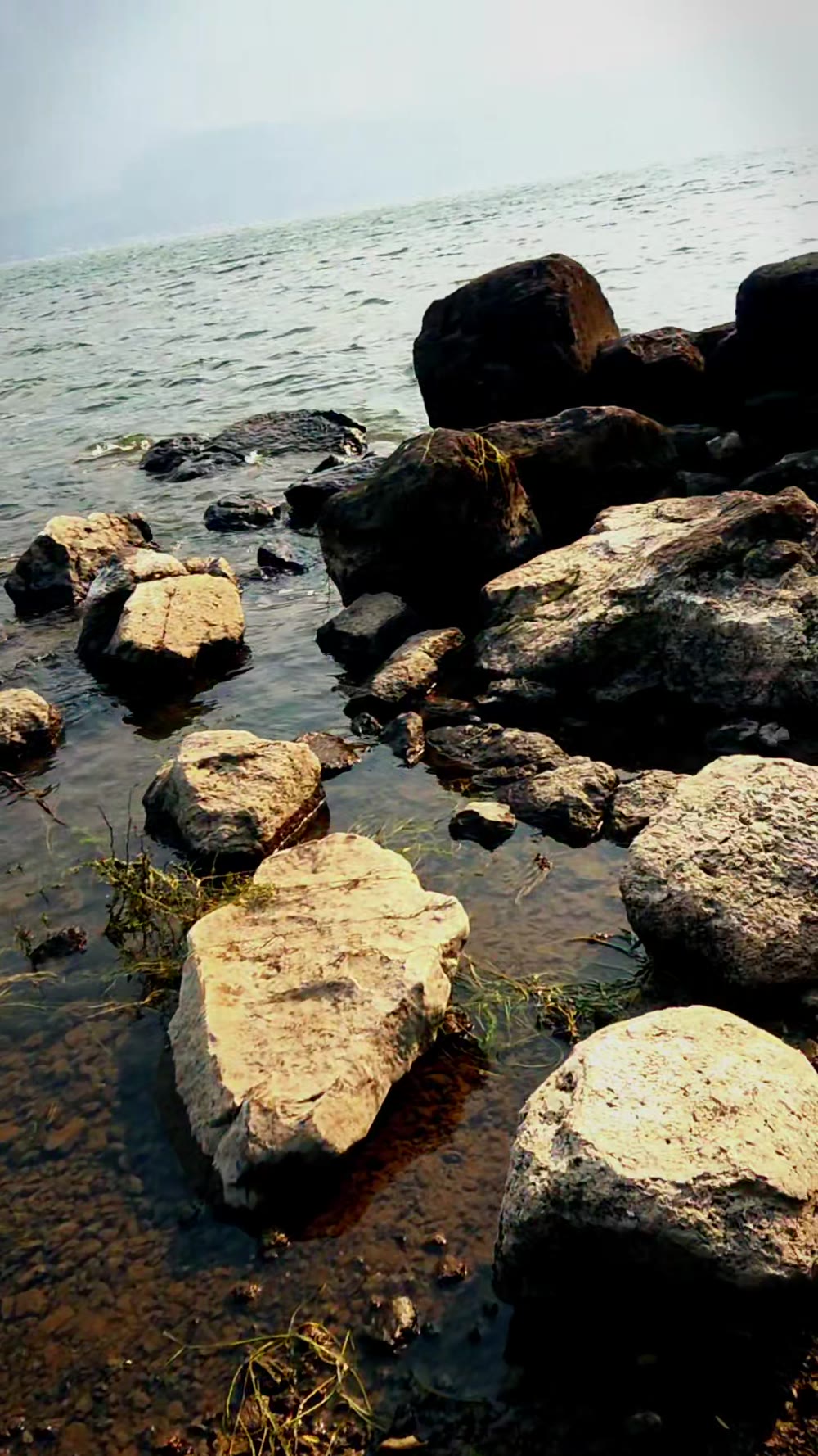 Close-up of the shoreline rocks with dark organic masses attached to submerged surfaces, candidate Nostoc colonies visible on and between the wet rocks