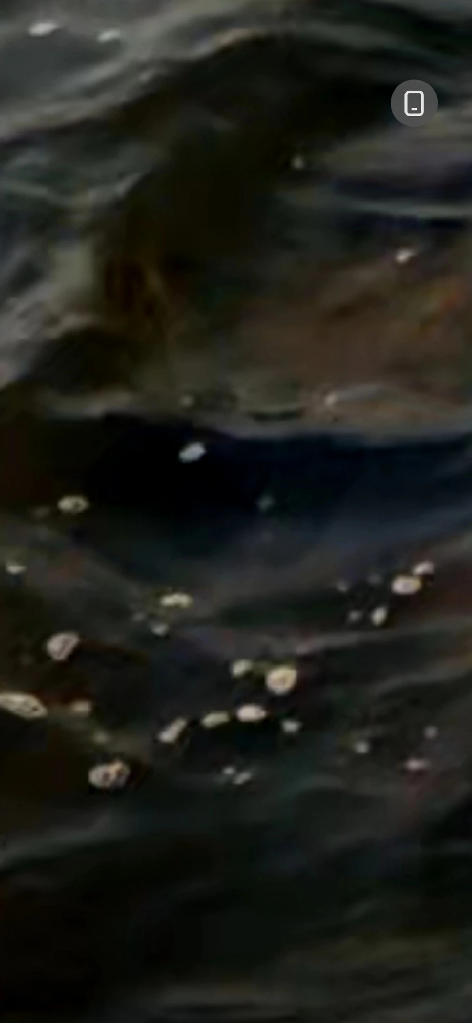 Second zoom on a surfacing organic mass in the Columbia River with visible yellow-green iridescent patches on its back and dark scale-like coloration