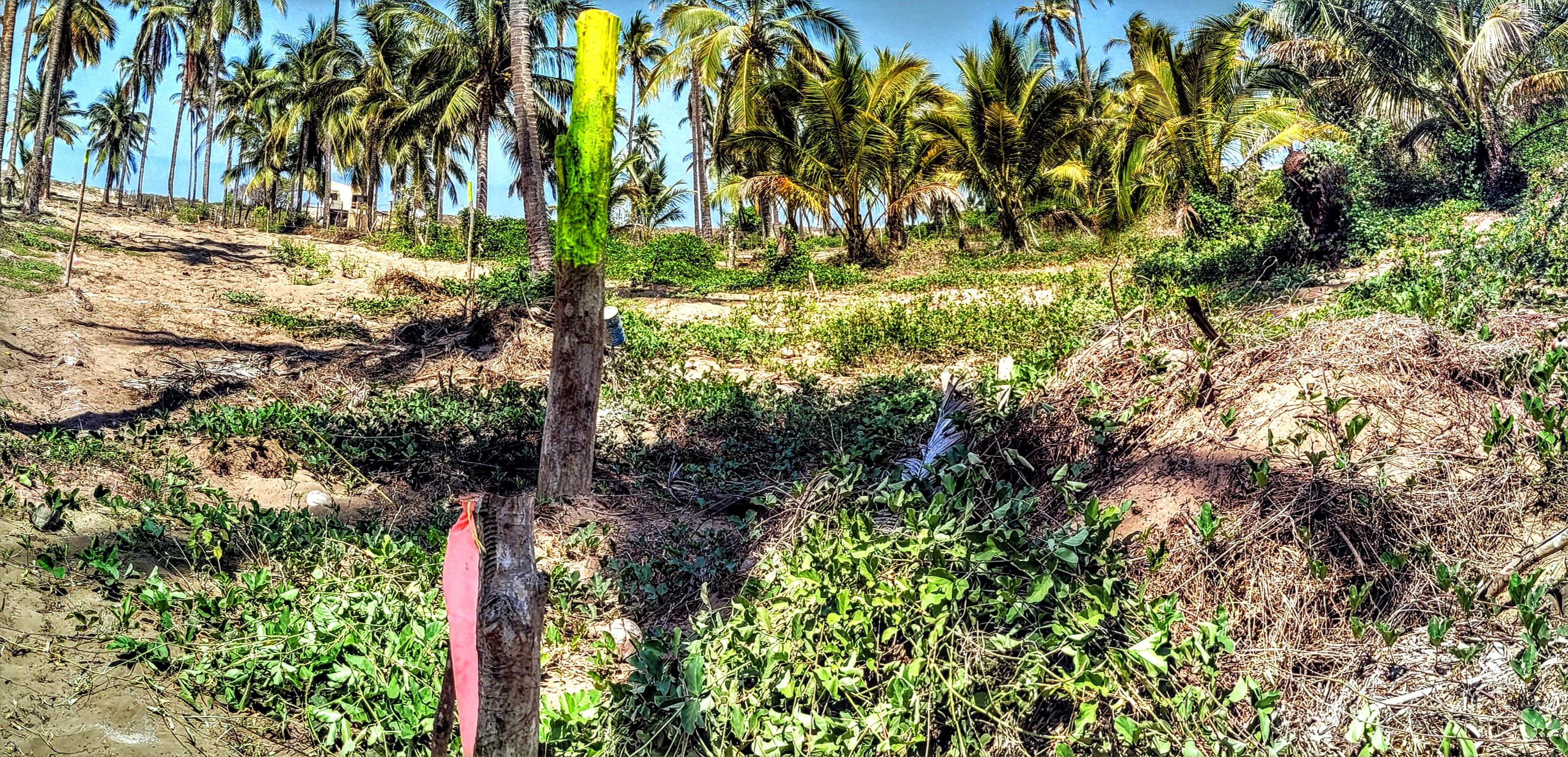 Mazatlán excavation site — subsurface sand-dweller creature visible on the far right of the frame, embedded in the dry brush at the edge of the cut