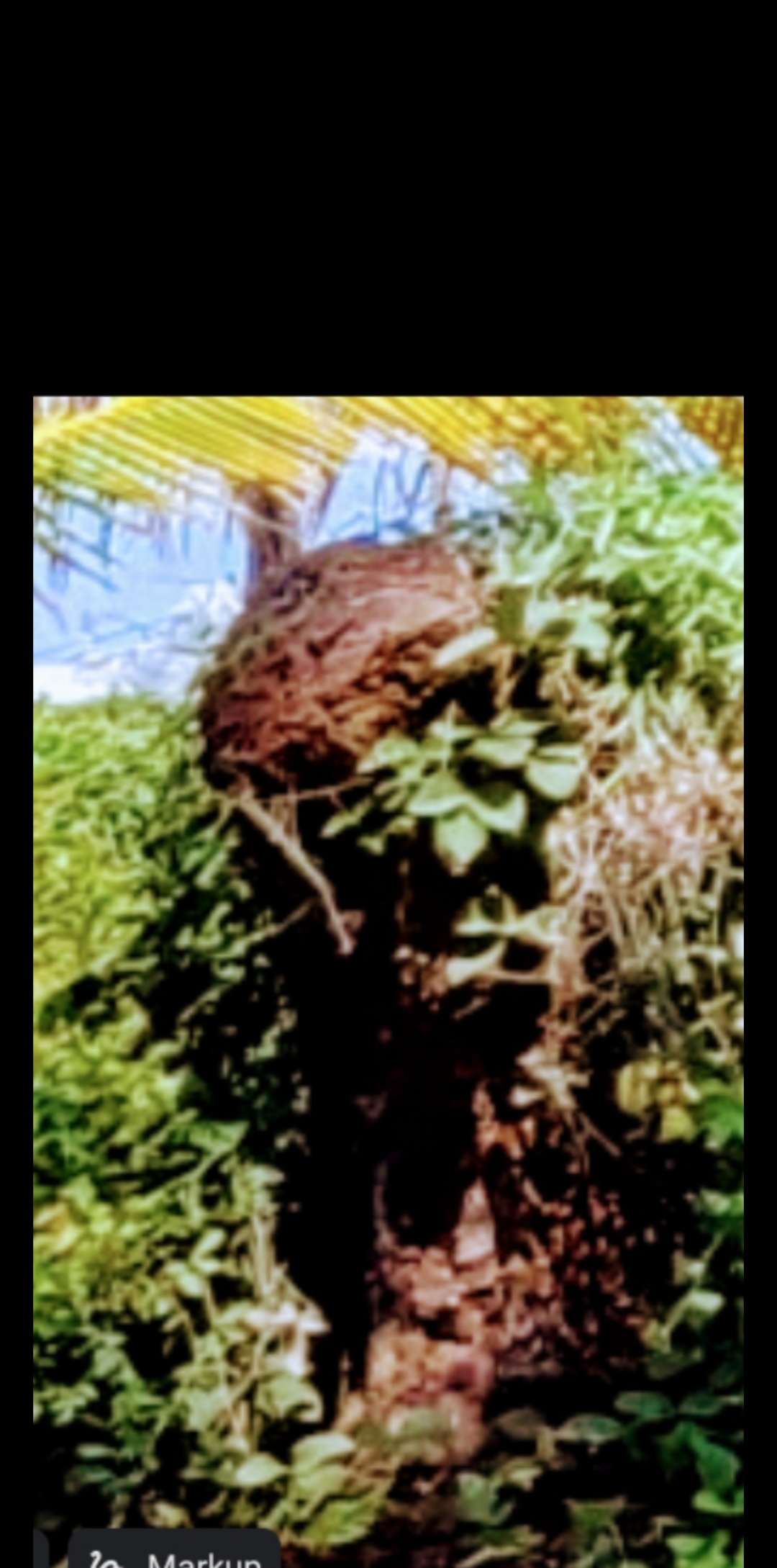 Mazatlán excavation site — second documentation frame of the subsurface sand-dweller encounter
