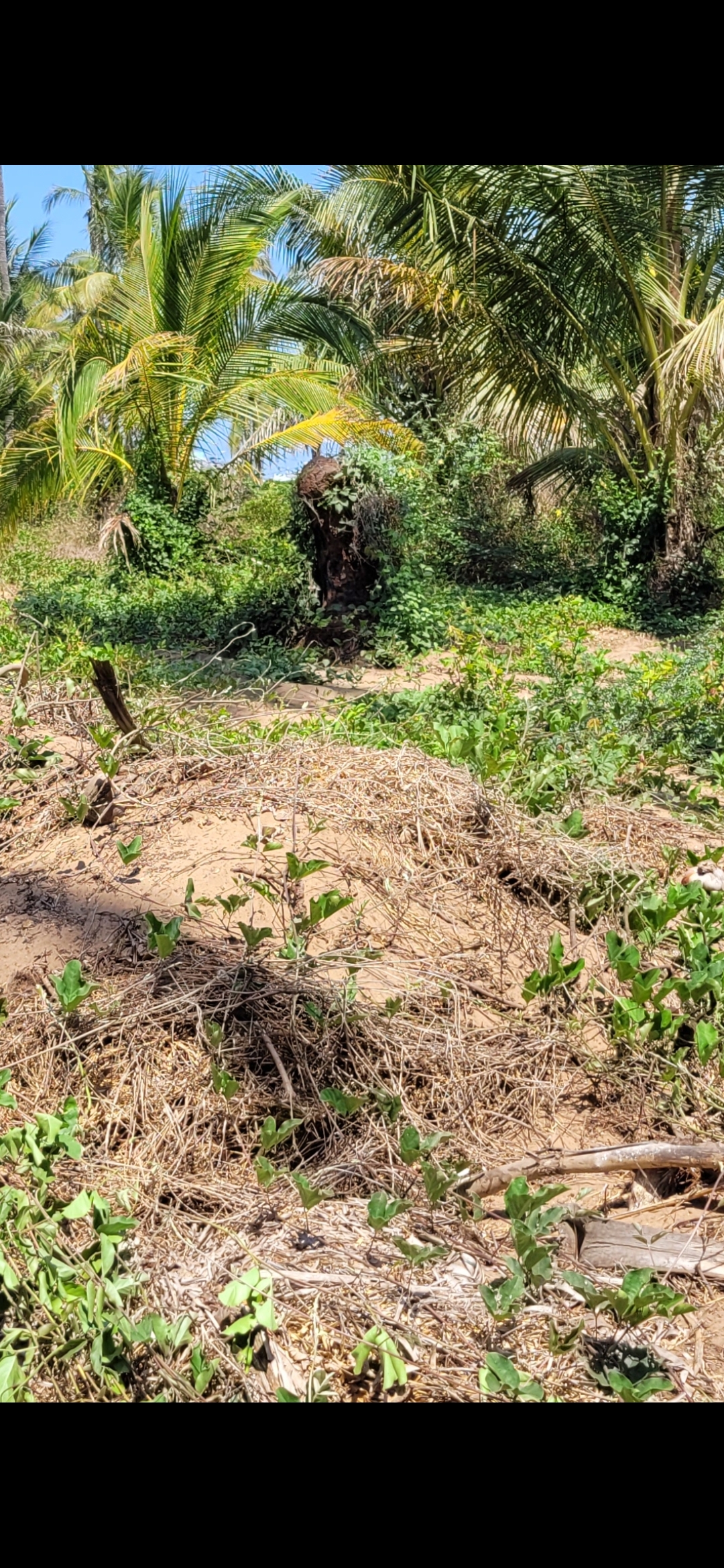 Mazatlán excavation site — third documentation frame of the subsurface sand-dweller encounter