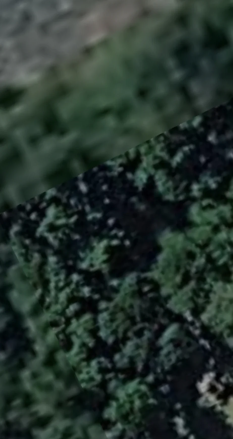 Close overhead satellite view of dense forest canopy at Home Valley — dark green treetops with mosaic tile edges visible from Google Earth's satellite mesh