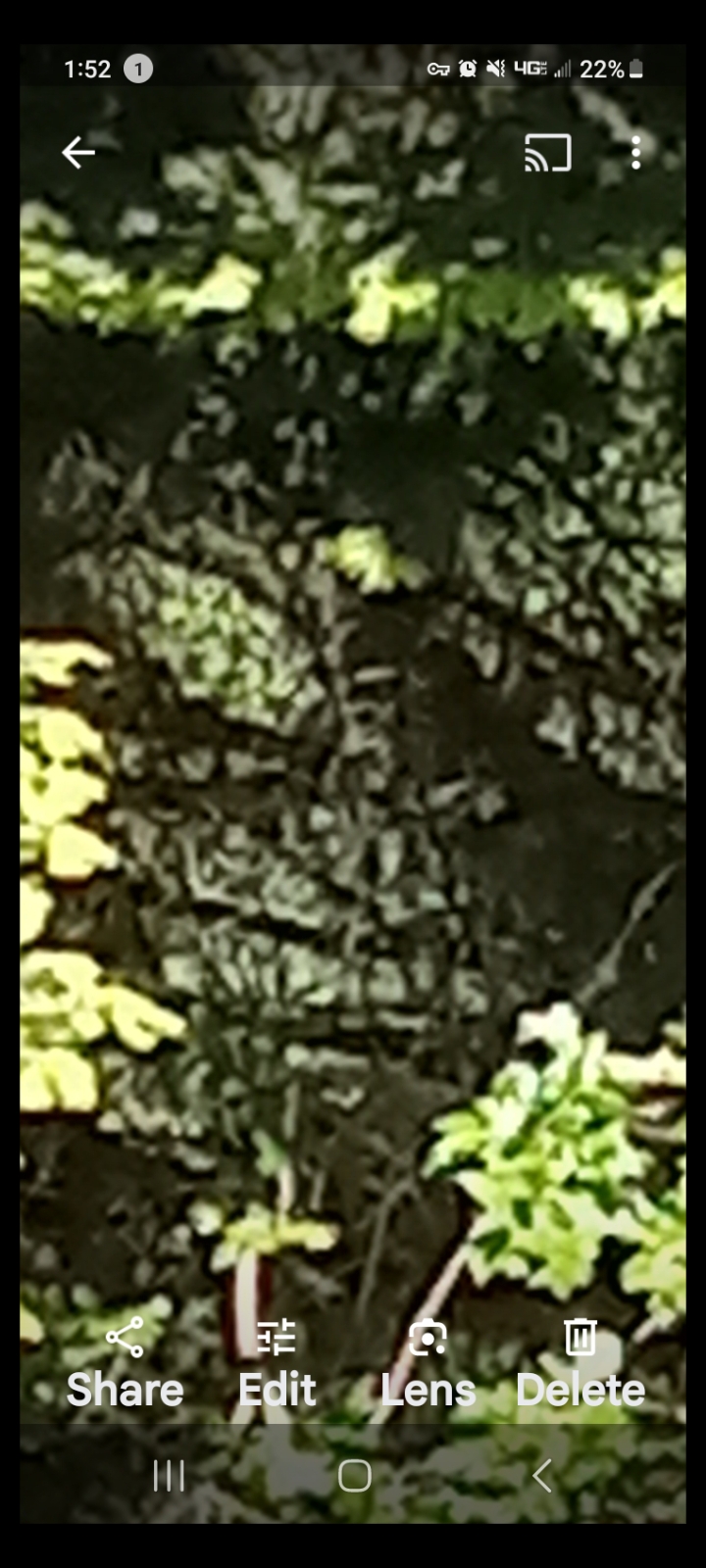 Two reptilian entities male and female looking through the woods at the Perceiver - their eyes, nose, and mouth are visible concealed in the foliage