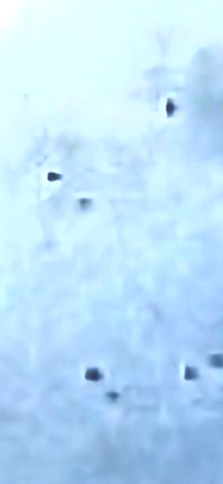 November 2025 close zoom against pale cyan-blue cloud field showing scattered small dark teardrop shaped particles dispersed across the upper portion of the frame