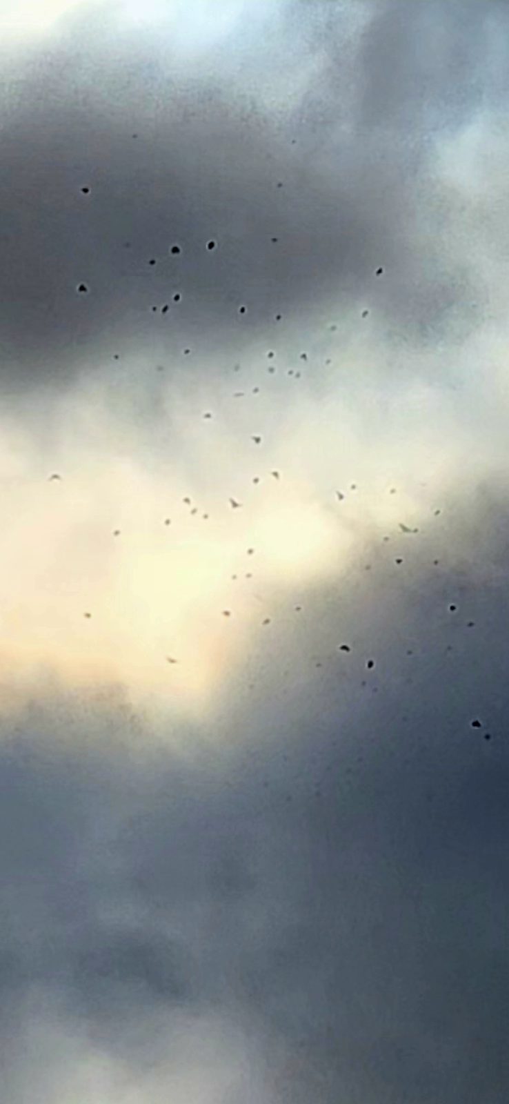 Tight zoom revealing dozens of small dark teardrop and dot shaped particles densely arranged across the illuminated cloud face over the Columbia River near Stevenson Washington