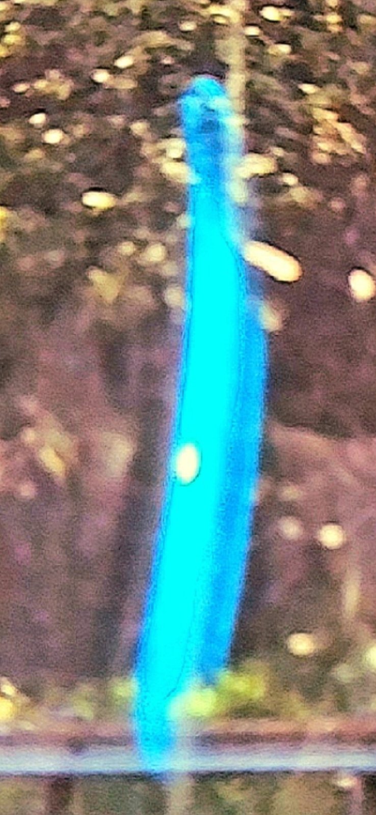Bridge of the Gods Blue UAP shape-shift sequence frame one showing the slender luminous blue column with a faint humanoid head silhouette beginning to emerge at the top of the form against a dark forest backdrop with bokeh light spots