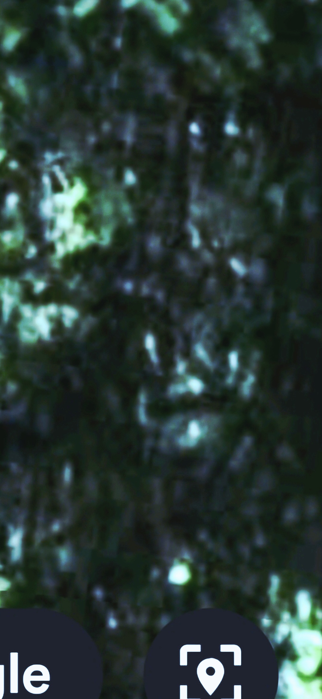 Single female non-human watcher figure standing in the dense woods Columbia Gorge