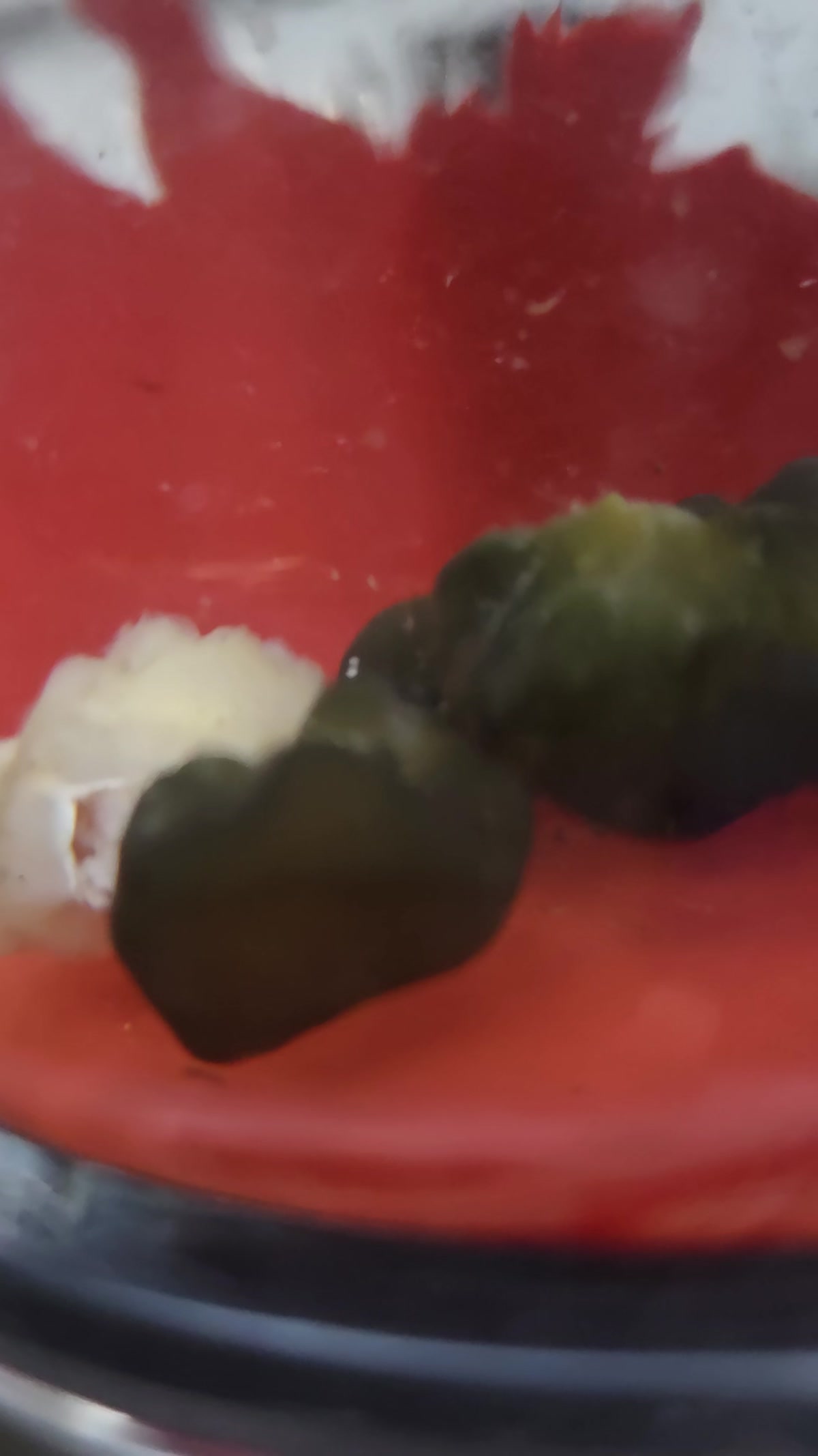 Macro close-up of the dark green Nostoc-type gelatinous colony against a red background
